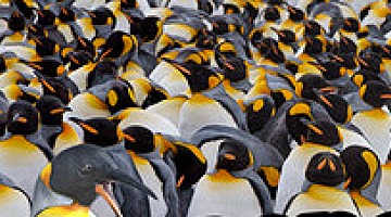 Penguin Cretinsθ©ʸƨ