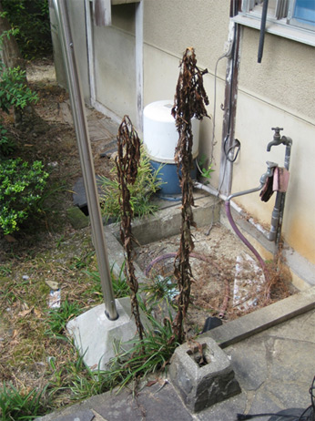 �ֳ������24Frame�����˽Ϫ�������14��24Frame��1ǯ��